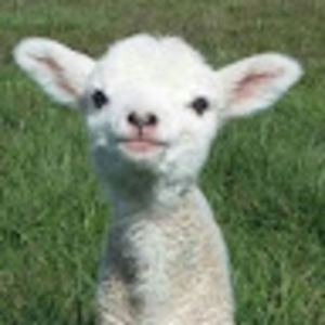 Meet your Posher, Lillian